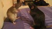 When Cats Become to be a Referee of Rats Boxing match - Amimal Funny Momments