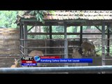 NET17 - Kambing Gunung Milik Kebung Binatang Surabaya Mati