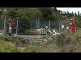 NET12 - Anjing penggembala jenis Mucuchies langka jadi simbol negara Venezuela