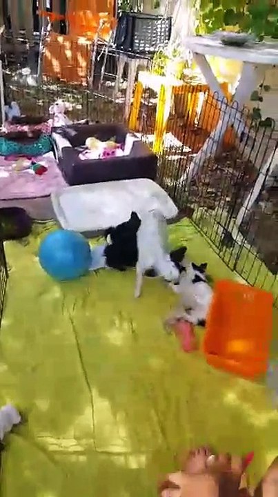 La tétée de l'après-midi à 44 jours le  16.06.2017