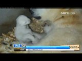 IMS - Bayi kembar beruang kutub di Jerman lahir