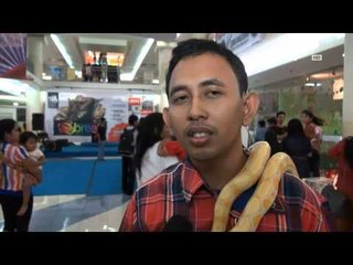 Download Video: IMS - Ratusan jenis Reptil dipamerkan