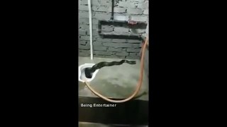 25.अगर आपके Toilet में ऐसा हूआ तो क्या करोगे...--- Snakes in Toilets