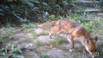 Renard en plein jour, à Rouen, 13/06/2017 et 14/06/2017