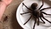 Une araignée géante qui va vous terrifier : Goliath the Giant