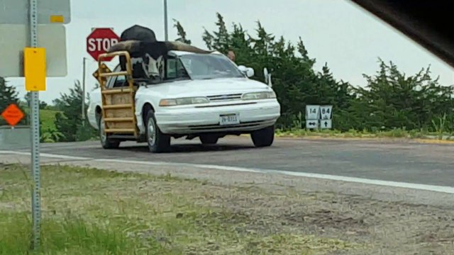 Cet américain transporte une vache énorme dans sa voiture... WTF??