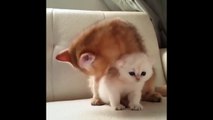 Kittens Talking and Playing with their Moms Coadsmpilation _ Cat mom hugs baby kitten