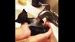 Funny Cats Enjoying Bath _ Cats That LdsaOVE Water Compilation