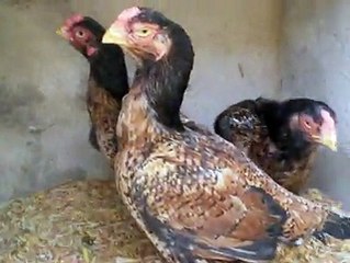 Shamo sisters..By Taimoor...