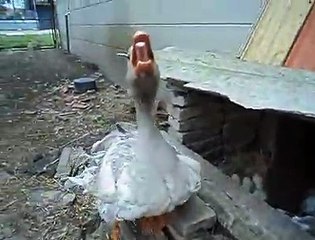 My angry goose attack on me..By Taimoor...