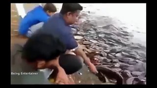 114.मछलीओं को ऐसे खाना खाते आपने कभी देखा नहीं होगा....