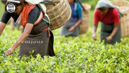 Beautiful Tourist Places in Kerala