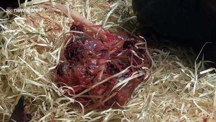 Orangutan born at Twycross Zoo, UK