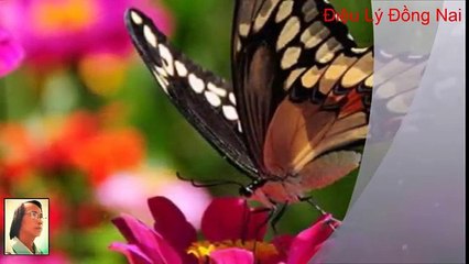 ĐIỆU LÝ ĐỒNG NAI by Trầm Thiên Thu