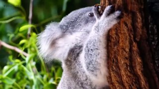 Cute Koalas Playing  Funny Koala Bears [Funny Pets]