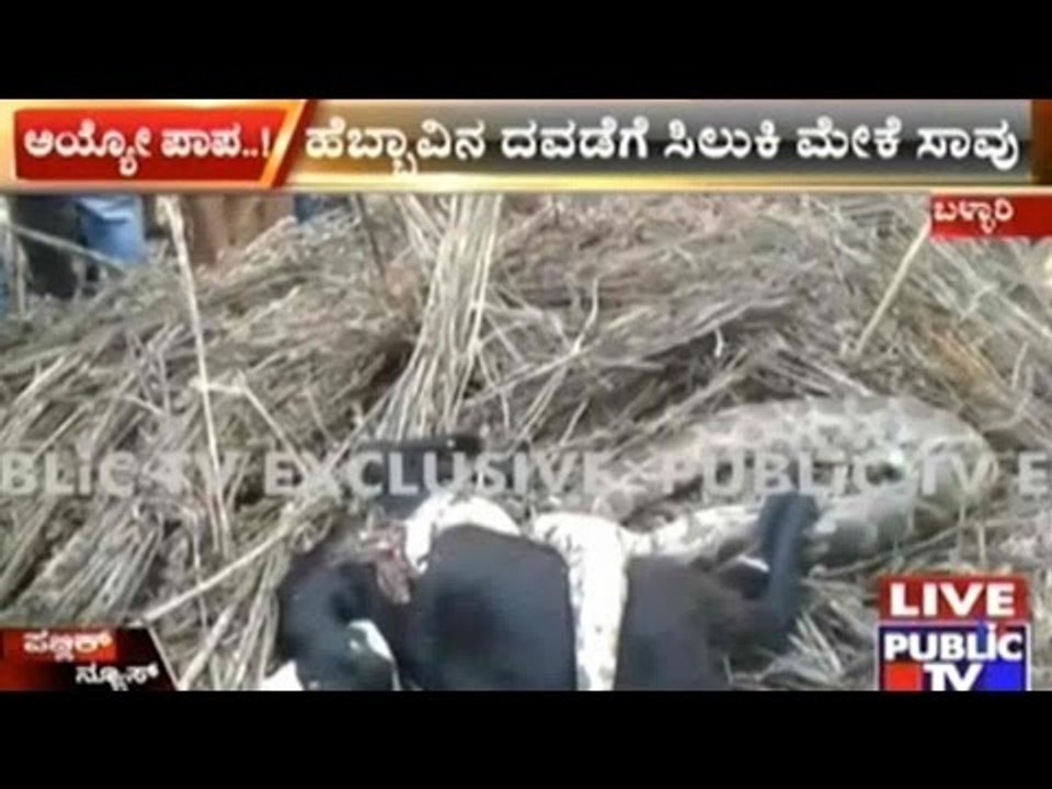 Bellary: Villagers Kill Python In An Attempt To Rescue Goat