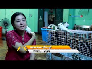 အိမ္အလွေမြး တိရစာၦန္မ်ားေမြးျမဴရာတြင္သတိျပဳရမည့္အခ်က္မ်ား (Part_2)