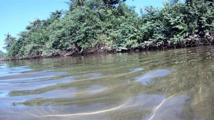 Mergulhando em apneia contemplativa na foz do rio Ubatumirim, Ubatuba, nas ondas e areias da praia e mata ciliar, Ubatuba, SP, Brasil, 2017