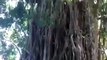 247.बंदर से भी तेज पेड पर चढने वाला लडका । उसे लोग जंगल बूक का मोगली कहते है