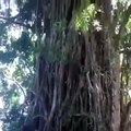 247.बंदर से भी तेज पेड पर चढने वाला लडका । उसे लोग जंगल बूक का मोगली कहते है