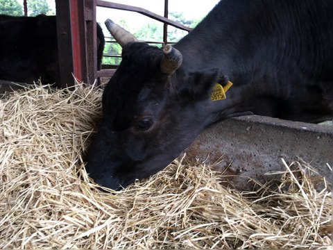 9BAD4FE8-D30D-4CF1-8573-8BE1FFC0107A-video-paired