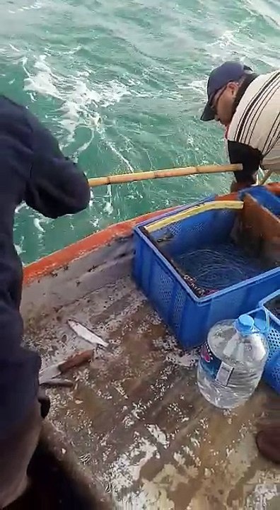 barikatla lüfer avı