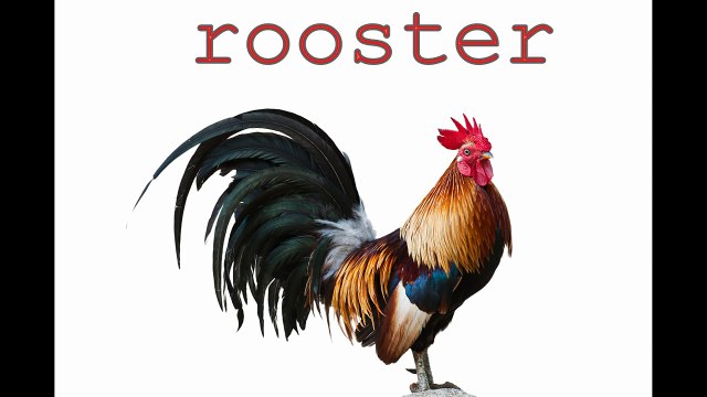 Les meilleures enfants pour Apprendre des sons à Il Animal ||