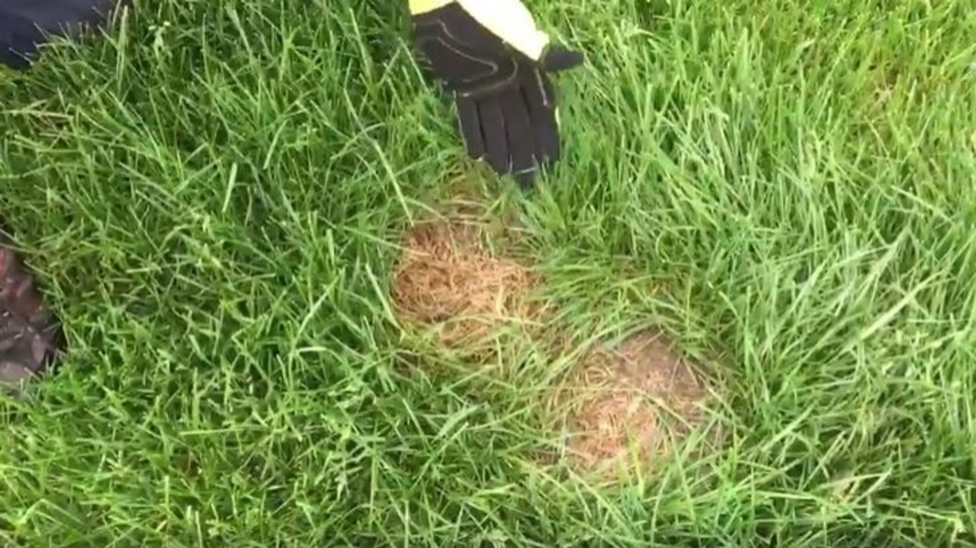 Un Nid De Bebes Lapins Dans La Pelouse Video Dailymotion