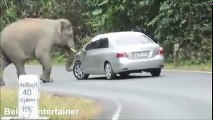 303.देखिये जब जंगली हाथी ने रोड पर ही कर दिया हमला....
