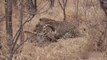 leopard vs Cheetah - cheetah Attack and kills leopard - amazing wild animal attack videos