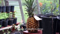 ... How I Make Money on My Pineapples      Growing Rooted Cuttings