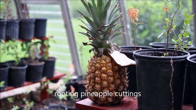 ... How I Make Money on My Pineapples Growing Rooted Cuttings