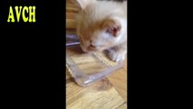 Funny little kitten sneezing