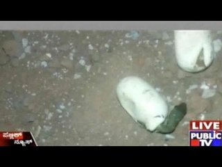 Watch: Snake Eggs Hatching On A Construction Site