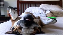 Este perro maneja el Hand Spinner de maravilla, ¡incluso estando dormido!