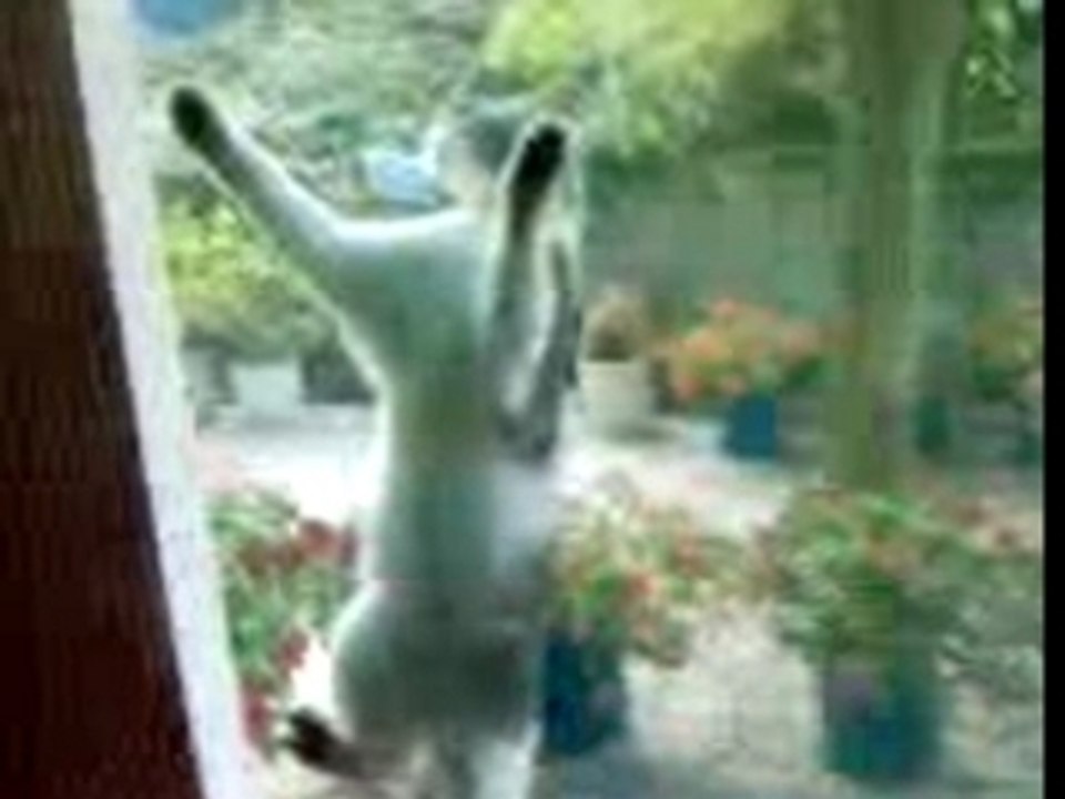 The Spider Cat