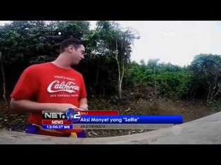 NET12 - Aksi monyet yang Selfie