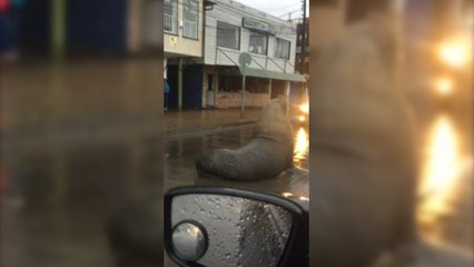 Massive sea lion casually blocks traffic in middle of Chilean town