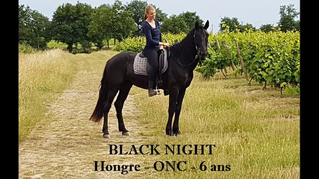 Black Night - hongre ONC 6 ans - Ecurie R LLEDO