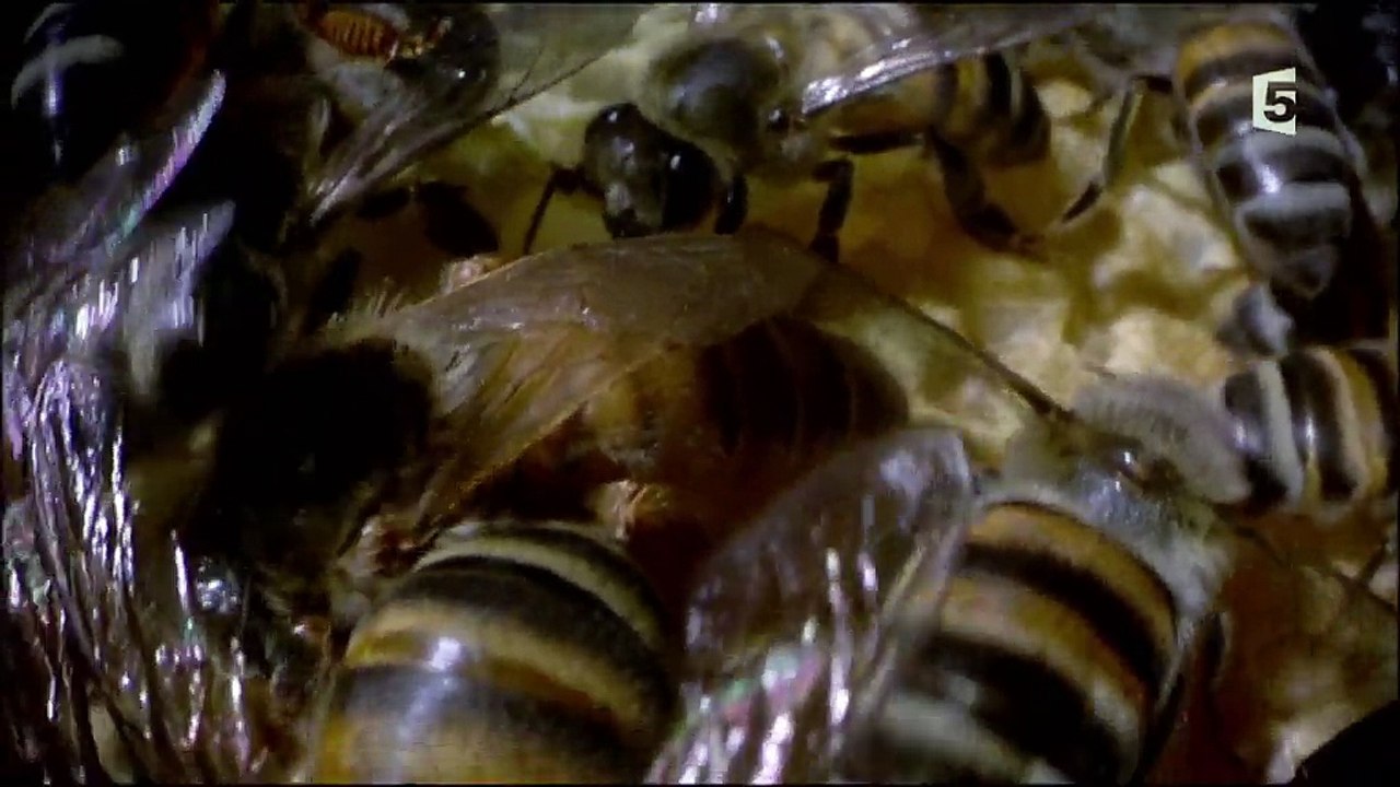 Les abeilles du mont Kenya