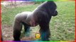 Un Gorille s'énerve contre les visiteurs d'un zoo !