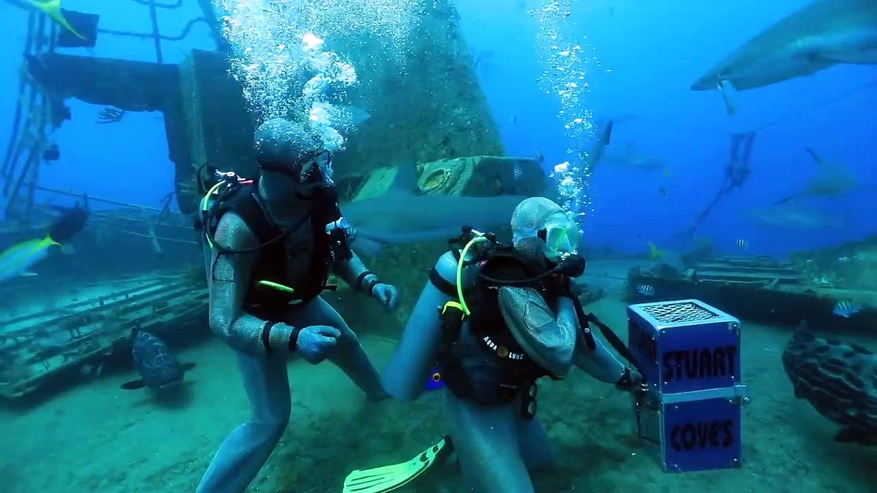 Cette plongeuse se fait attaquer par un requin en lui donnant à manger