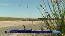 La Ligue pour la Protection des Oiseaux réhabilite un marais salant à La Barre-de-Monts