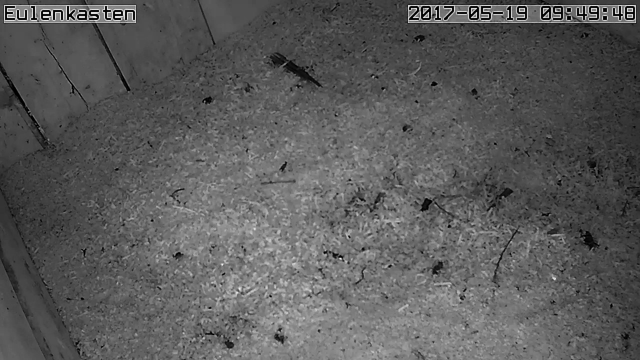 Turmfalken, 19.05.2017 #1