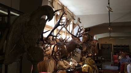 Un cabinet de curiosités aux enchères