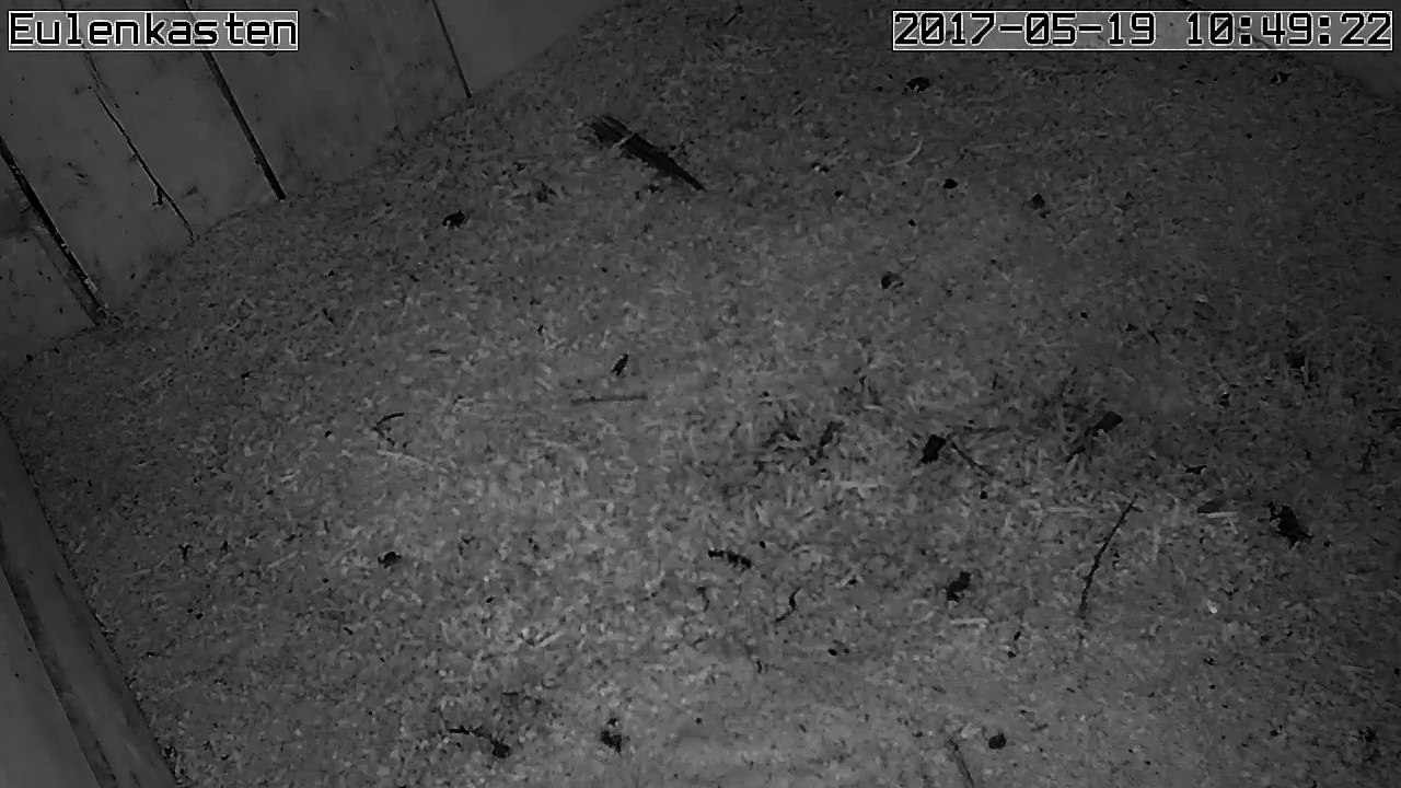 Turmfalken, 19.05.2017 #2