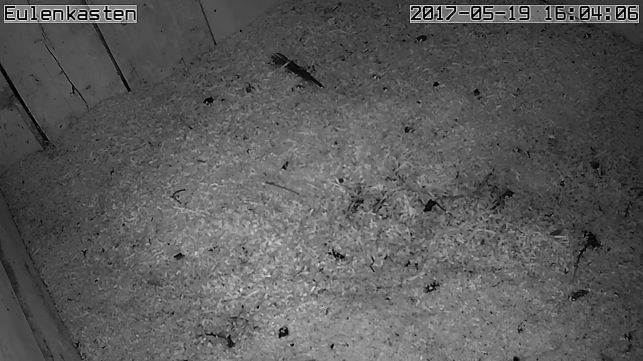 Turmfalken, 19.05.2017 #5