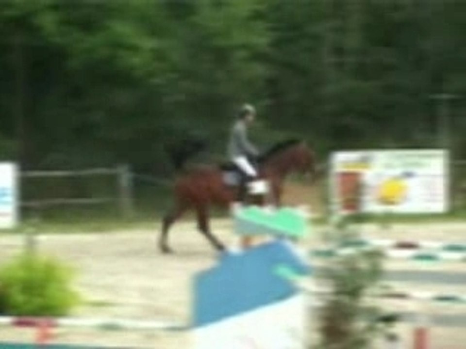 cheval ready to go / horse ready to go