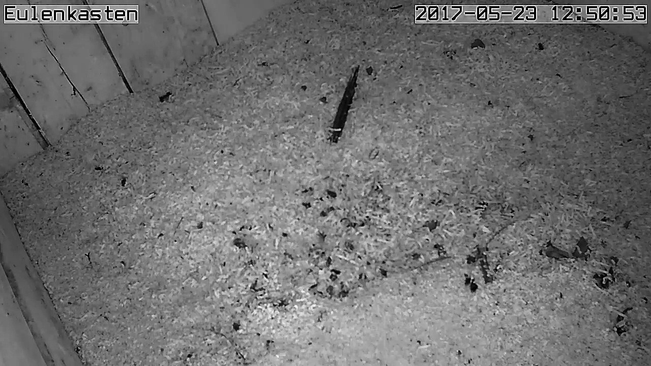 Turmfalken, 23.05.2017 #1