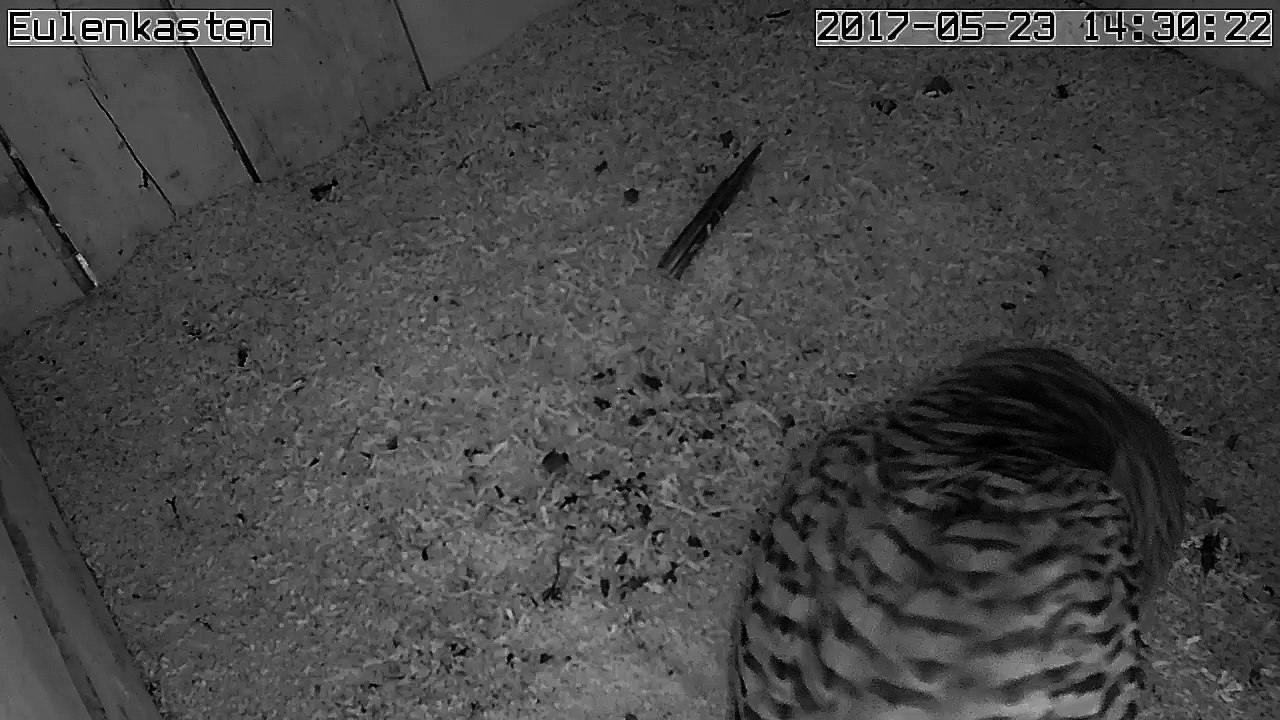 Turmfalken, 23.05.2017 #2